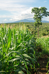 corn field in farmland on plateau,Thailand