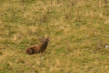 cervo nobile europeo