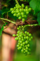 Green Grapes
