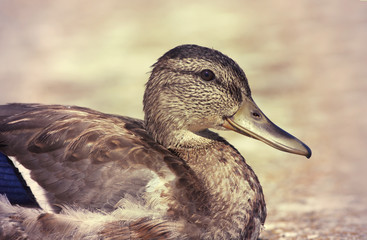 Beautiful mallard portrait