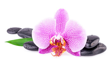 Obraz na płótnie Canvas Spa Concept Orchid Flower with Zen Stones