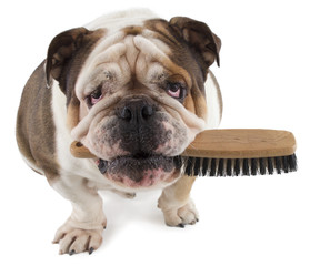 English bulldog dog sit with a brush in his mouth
