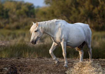 Fototapeta na wymiar Beautiful white wild horse