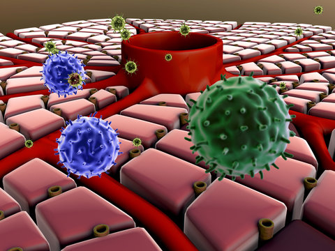 liver, Macrophage