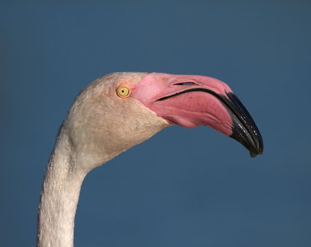 Greater flamingo, phoenicopterus roseus, portrait, Camargue,