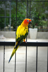 Lovely Sun Conure bird on the fence
