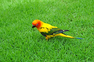Lovely Sun Conure bird on the Meadow