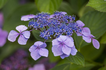 Collection d'hortensias.