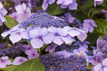Collection d'hortensias.
