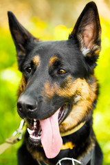 German Shepherd Dog