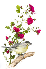 Mésange charbonnière - Parus major - Great Tit