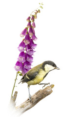 Mésange charbonnière - Parus major - Great Tit