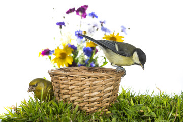 Mésange charbonnière - Parus major - Great Tit