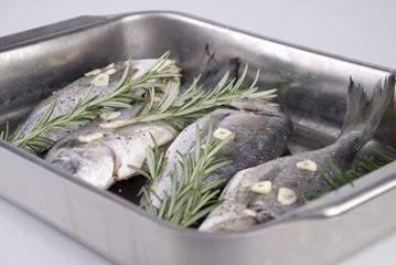 dorade goldbrasse gegrillt 3