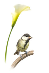 Mésange charbonnière - Parus major - Great Tit