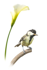 Mésange charbonnière - Parus major - Great Tit