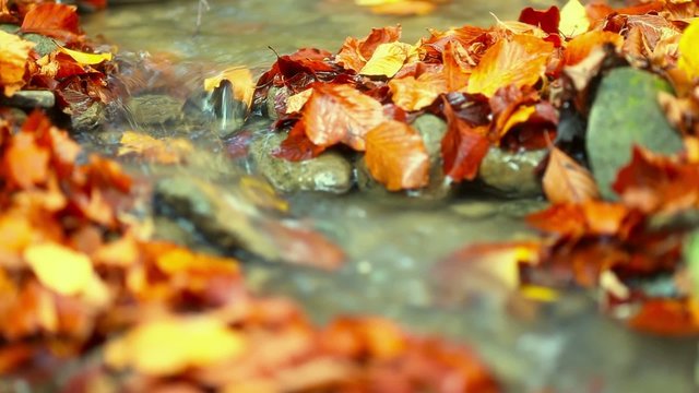 Autumn leaf on stone in a creek