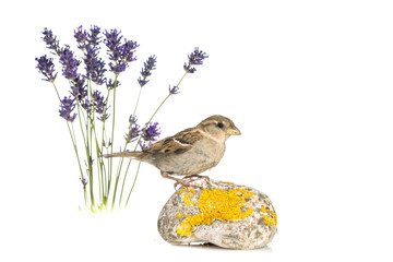 Moineau domestique - Passer domesticus - House Sparrow