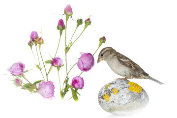 Moineau domestique - Passer domesticus - House Sparrow