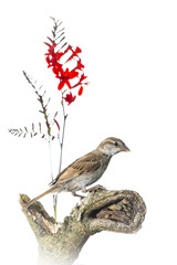Moineau domestique - Passer domesticus - House Sparrow