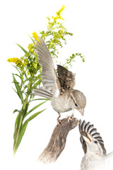 Moineau domestique - Passer domesticus - House Sparrow