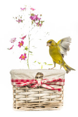 erdier d'Europe - Chloris chloris - European Greenfinch