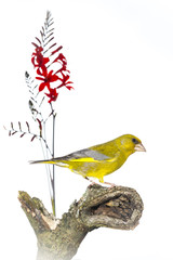 verdier d'Europe - Chloris chloris - European Greenfinch