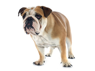 Fototapeta premium english bulldog