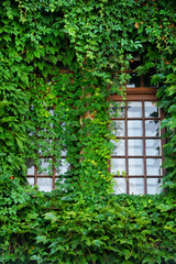 Fototapeta na wymiar Wooden windows covered by ivy