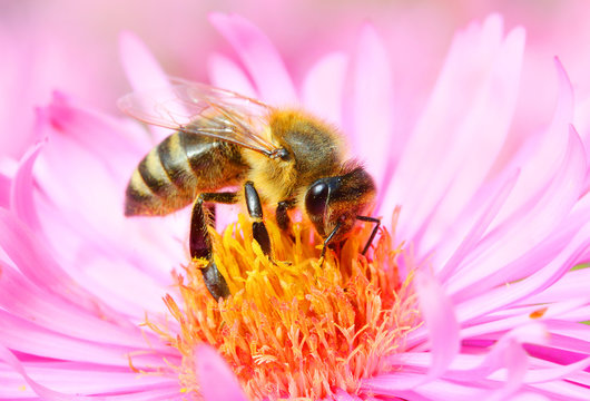 The European honey bee pollinating of The Aster.