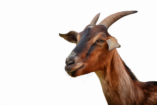 Drawing goats, portrait