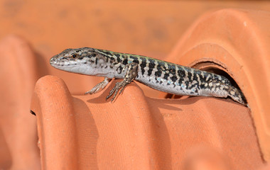 lucertola tra le tegole del tetto