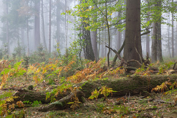 Autumnal deciduous stand with dead tree