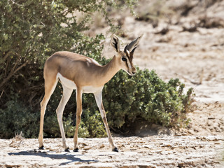 Dorcas gazelle in Israeli nature reserve near Eilat