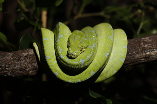 Morelia viridis