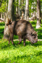 European bison in Prioksko-Terrasny Nature Reserve