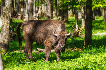 European bison in Prioksko-Terrasny Nature Reserve © joppo
