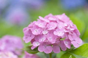 アジサイの花