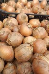 収穫したタマネギ