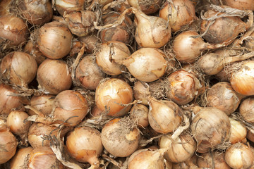 収穫したタマネギ