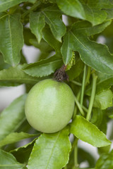 パッションフルーツ