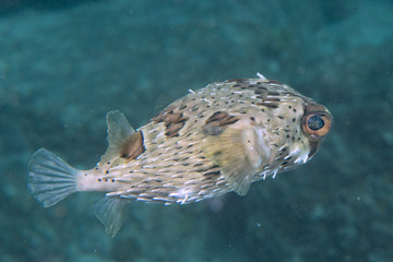 Box puffer Fish portrait in siladen © Andrea Izzotti