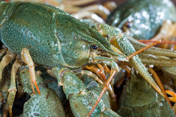 Heap live crayfish
