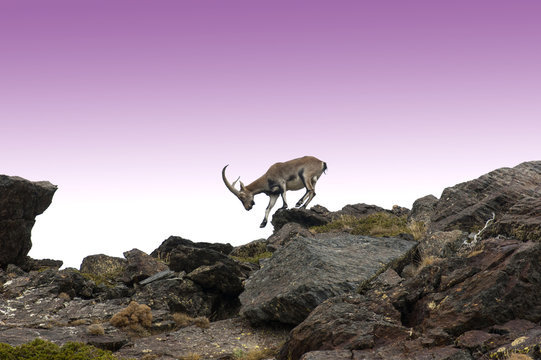 Macho de cabra montes en Sierra Nevada.Granada.Espa&ntilde;a
