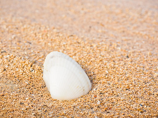 砂浜と貝殻