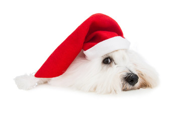 Kleiner Coton de Tulear Hund als Weihnachtsmann isoliert
