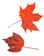 Colorful set of autumn leaves. collection beautiful colorful aut