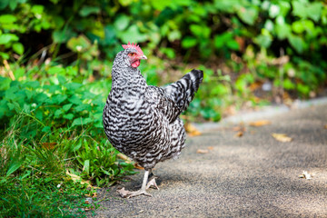 grey hen.  chicken