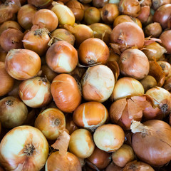 Fresh onion. Ripe onions as background.