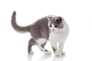 kitten on a white background. gray kitten